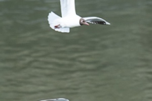 Birds by the Ponds