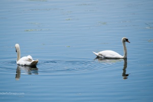 Birds by the pond