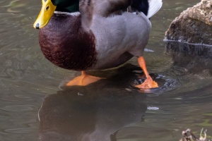 Bor castle in the mist and ducks