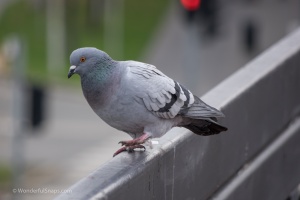 Pigeon sitting on the railing