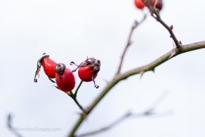 Rose hips and meadow flowers in the autumn