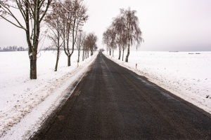 Snowy road with trees