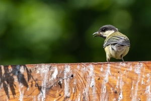 My Small Garden Haven for Titmice