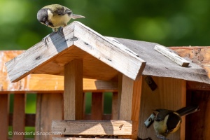 My Small Garden Haven for Titmice