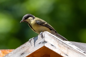 My Small Garden Haven for Titmice