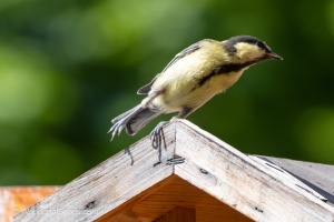 My Small Garden Haven for Titmice