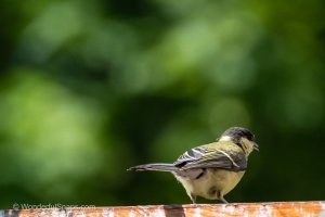 My Small Garden Haven for Titmice