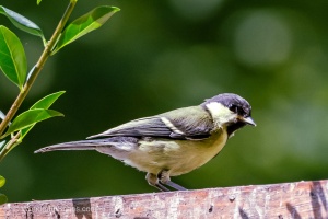 My Small Garden Haven for Titmice