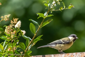 My Small Garden Haven for Titmice