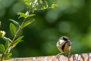 My Small Garden Haven for Titmice