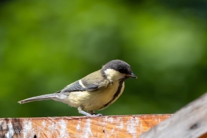 My Small Garden Haven for Titmice