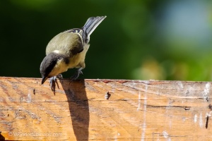 My Small Garden Haven for Titmice