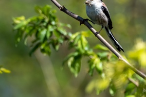 Birds by the Ponds