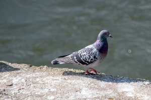 Birds by the Ponds