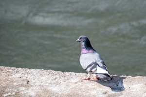 Birds by the Ponds