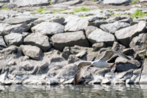Birds by the Ponds