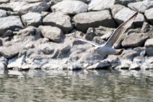 Birds by the Ponds