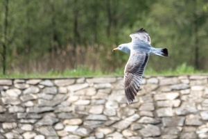 Birds by the Ponds