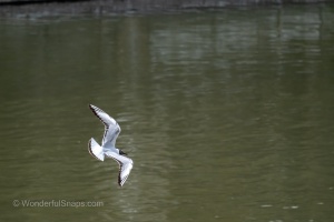 Birds by the Ponds