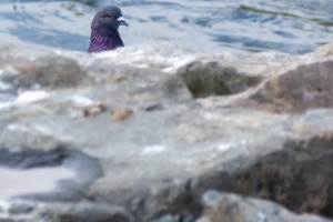 Birds by the Ponds