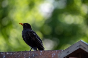 Various Bird Species from South Moravia