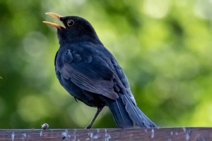 Various Bird Species from South Moravia