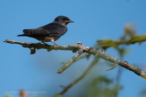 Various Bird Species from South Moravia
