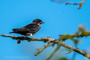 Various Bird Species from South Moravia
