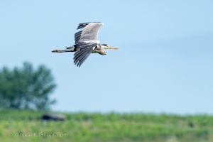 Various Bird Species from South Moravia