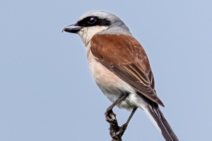 Various Bird Species from South Moravia