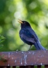 Various Bird Species from South Moravia