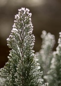 Frozen tree branches