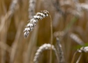 Field with ears of wheat in detail