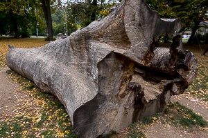Tree trunk in the park
