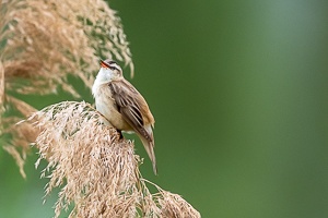Photo Collections of Birds from Different Ponds