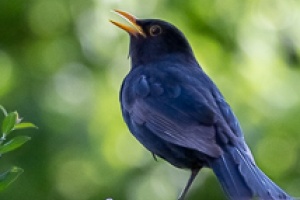 Various Bird Species from South Moravia