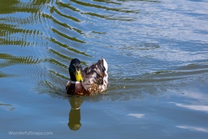 City wild ducks