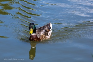 City wild ducks