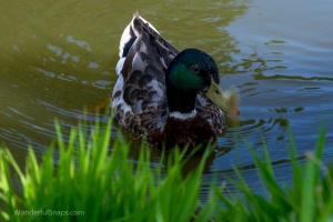 City wild ducks