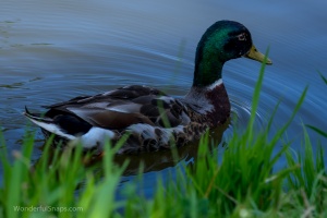 City wild ducks