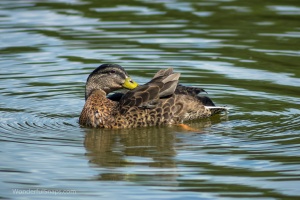 City wild ducks