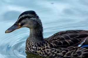 City wild ducks