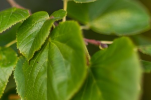 Leaves in detail