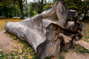 Tree trunk in the park
