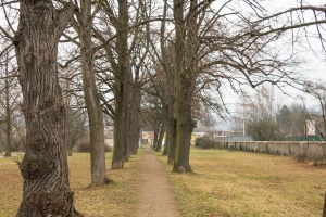 Tree alley in the park and narrow lane