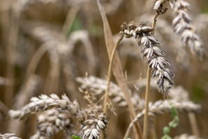 Field with ears of wheat in detail