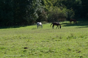 Horses grazing on a pasture