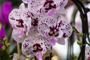 Exhibition of orchids in Vienna