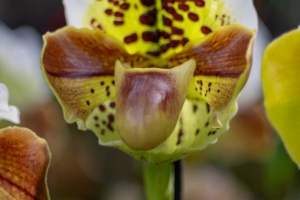 Exhibition of orchids in Vienna