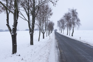 Snowy road with trees